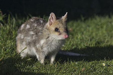 Eastern quoll, by Charlesjsharp
