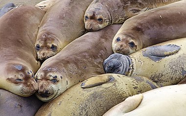 Northern Elephant Seals