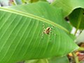 European garden spider on banana plant