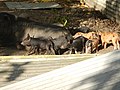 Un élevage de cochons à Futuna.