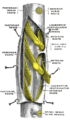 脊髄の一部の右側面像。硬膜を切開して神経根が見えるようにしたところ。