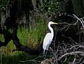A great egret
