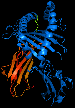 3D representation of HLA-B*5101 (blue) displaying HIV immunodominant epitope KM2 (green) PDB: 1e28