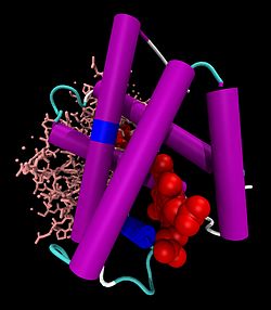 Hämoglobin α-Untereinheit