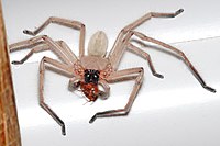 A huntsman spider consuming a small beetle