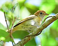 Rufous-naped greenlet