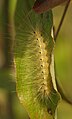 Late instar larva