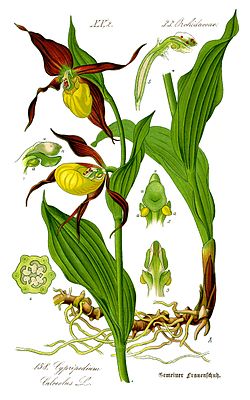 Lehtotikankontti (Cypripedium calceolus)