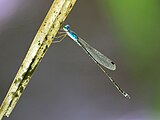 Lateral view, male