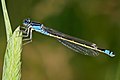 Image 6 Common bluetail Photo credit: Fir0002 The Common bluetail (Ischnura heterosticta) is a small Australian damselfly of the family Coenagrionidae. Most males have blue eyes, blue thorax and a blue ringed tail. The females are green or light brown. More selected pictures