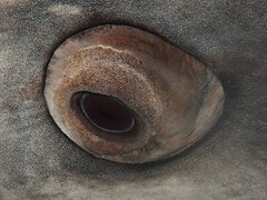 Close up showing eyeball denticles