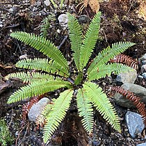 Crown fern (Lomaria discolor)