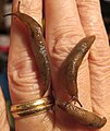 Three individuals of the land slug Lehmannia valentiana, from a compost barrel in a garden in Ridgewood, Queens, NYC