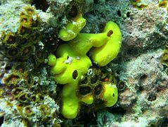 Une éponge lobée jaune (Leucetta chagosensis)