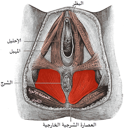 Causes of Painful Intercourse