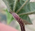 Leaf underside (may be less hairy)