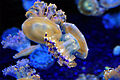 Mediterranean Jellyfish (Cotylorhiza tuberculata)