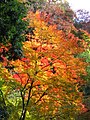 Kibune (Kyoto).