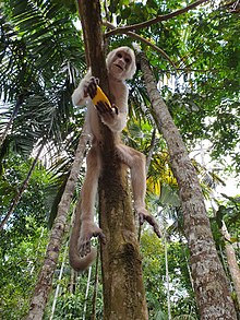 singe de type capucin, agrippé au tronc d'un arbre, avec une mangue dans les mains.