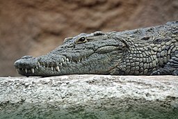 Nilkrokodil (Crocodylus niloticus)