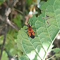 Oncopeltus varicolor ssp. stalii