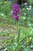 Orchis mascula.