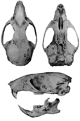 Holotype skull, seen from above, below and the left