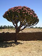 Euphorbia candelabrum