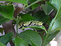 Papilio aegeus caterpillar