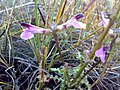 Pedicularis borealis