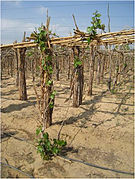 Vignes conduites sur hautain