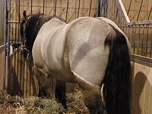 Cheval de grande carrure vu de dos.