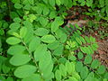 Quebra-pedra, Phyllanthus niruri.