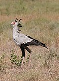 Secretarybird