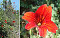 S. sinuata : habit study and close-up of giant red-flowered form.