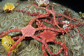 Agrégation d’Ophioderma rubicundum sur un massif de corail en vue de la reproduction.