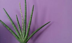 Description de l'image Sansevieria cylindrica flowers 1.jpg.