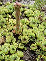 Sempervivum tectorum boutignyanum