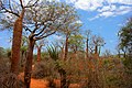 Image 53Spiny forest at Ifaty, Madagascar, featuring various Adansonia (baobab) species, Alluaudia procera (Madagascar ocotillo) and other vegetation (from Ecosystem)