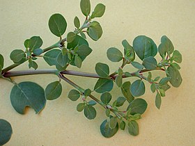 Trianthema portulacastrum