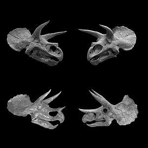 Triceratops - skulls