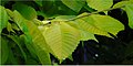 Leaves, Christchurch, New Zealand