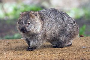 WallabyWombat