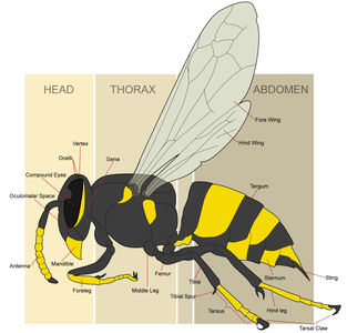 Wasp morphology, by WikipedianProlific