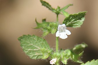 Blomman sitter i ett bladveck, och är ofta steril Exemplet visar Melissa officinalis ssp. inodora