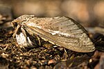 A medium-sized brown moth with its wings folded.