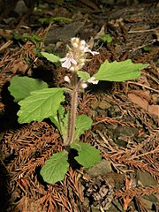 基部に2-3対の鱗片状の葉があり、茎の中部以上の2-4対の葉は大きくなる。