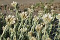 Antennaria chilensis