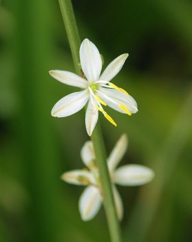 Anthericum liliago