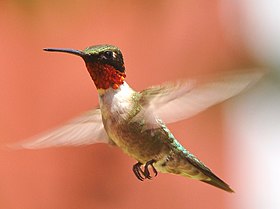 Beija-flor-de-pescoço-vermelho macho